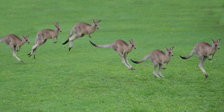 Canguri, simbolo dell’Australia
