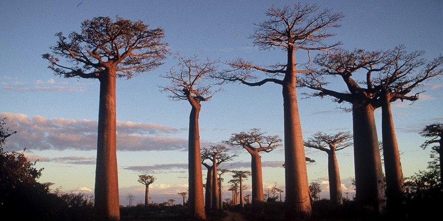 baobab immensi e misteriosi